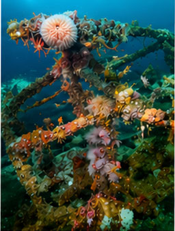 Marine Biology/ Marine Ecology